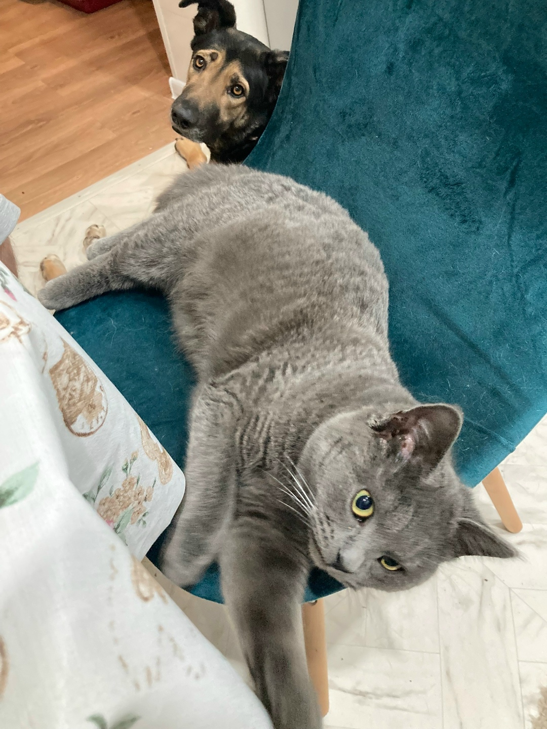 Пропала кошка в Серпухове — фото объявления