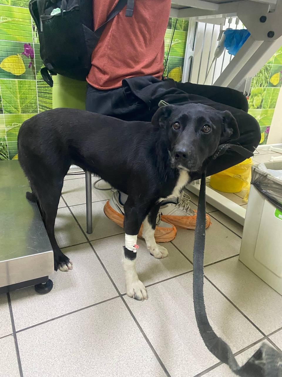 Пропала собака в Серпухове — фото объявления