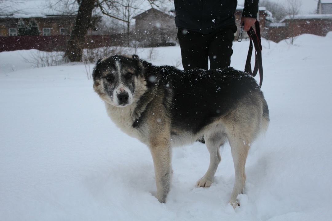 Пропала собака в Серпухове — фото объявления