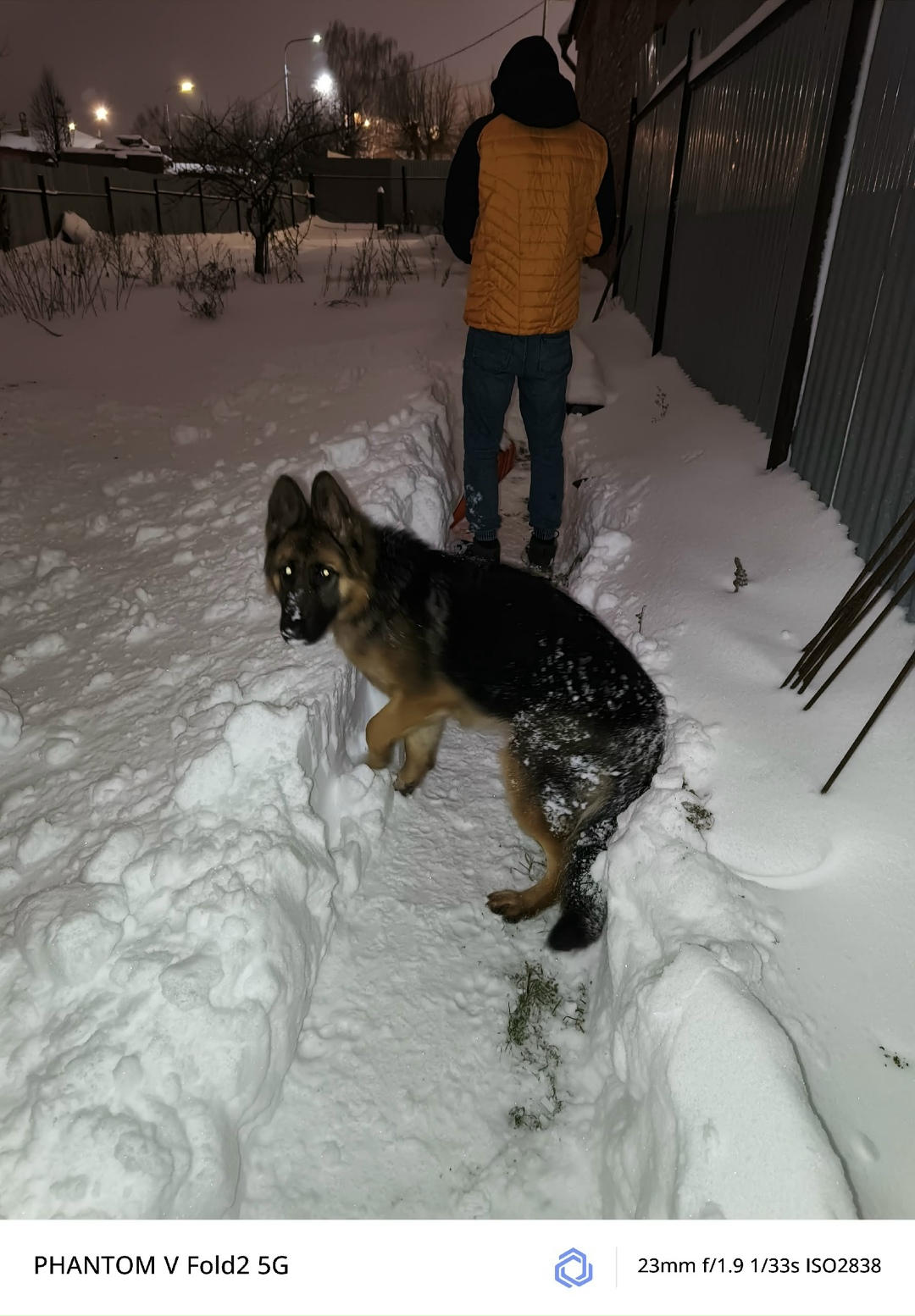 Пропала собака в Серпухове — фото объявления