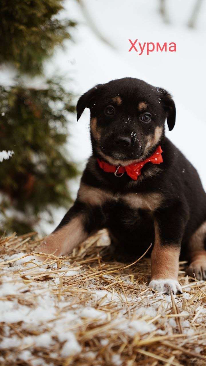 Пропала собака в Серпухове — фото объявления