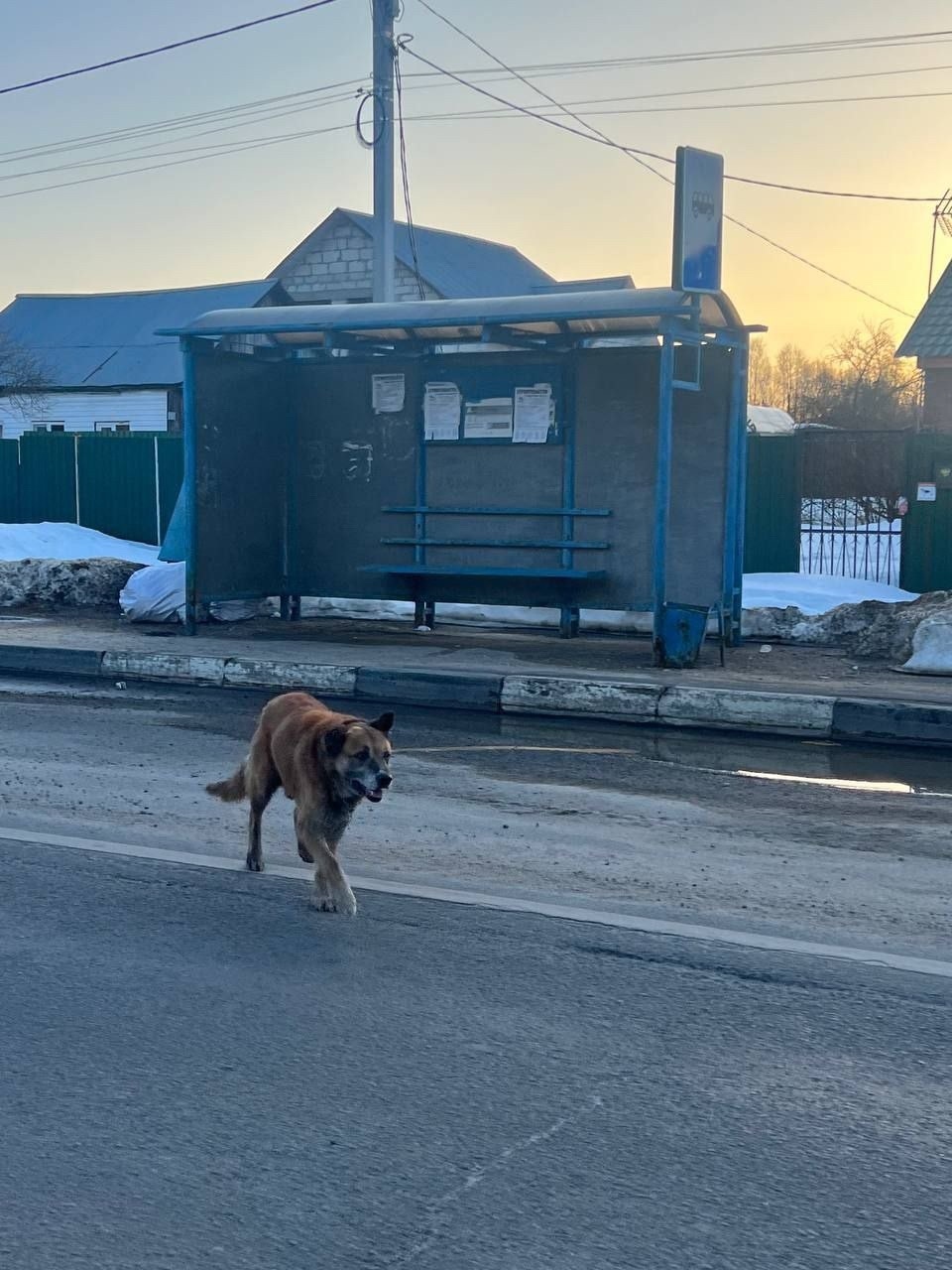 Пропала собака в Серпухове — фото объявления