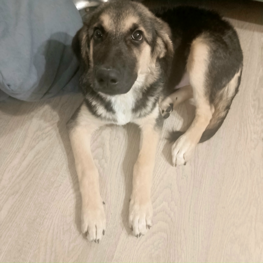 Пропала собака в Серпухове — фото объявления