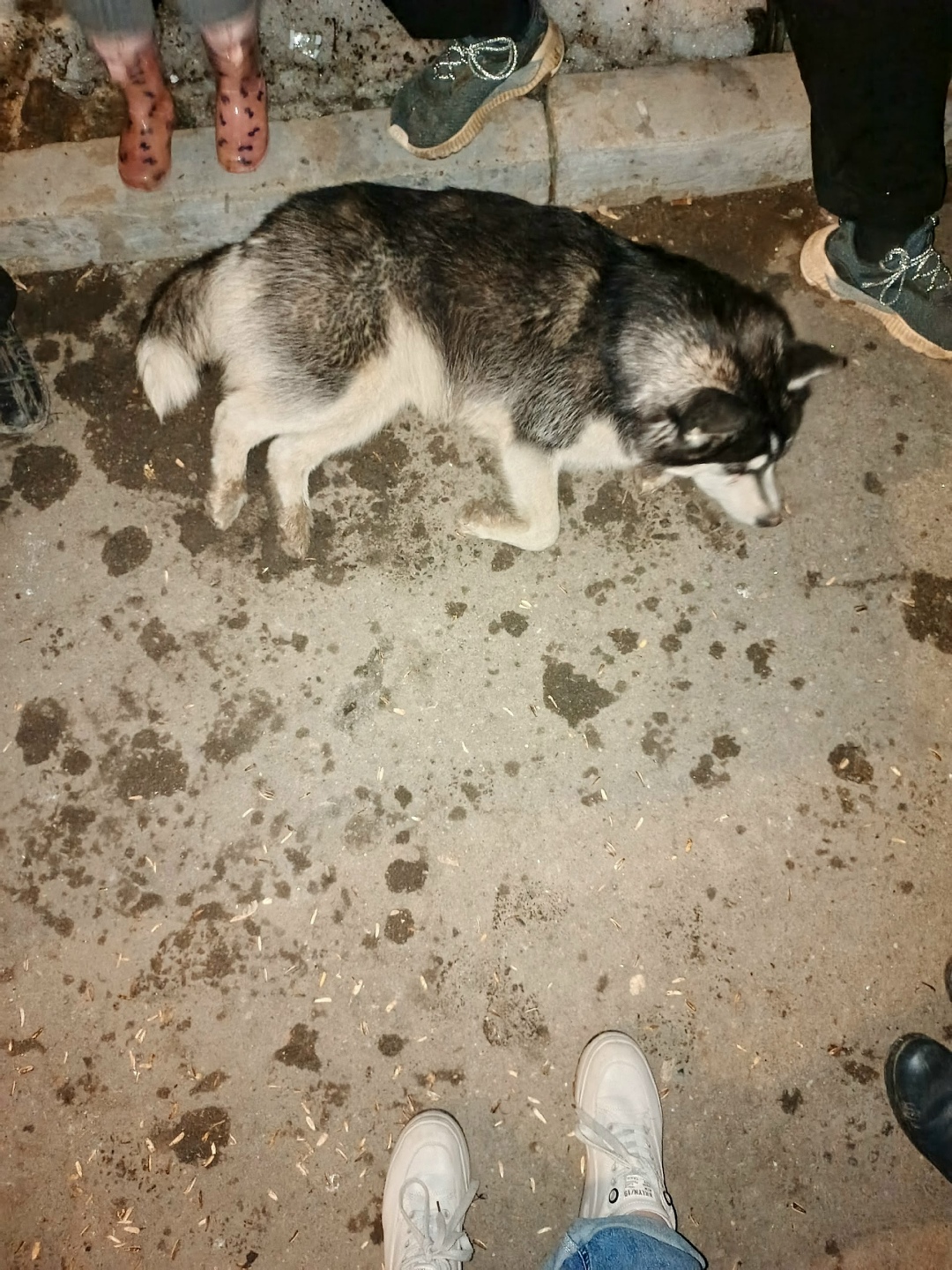 Найдена собака в Серпухове — фото объявления