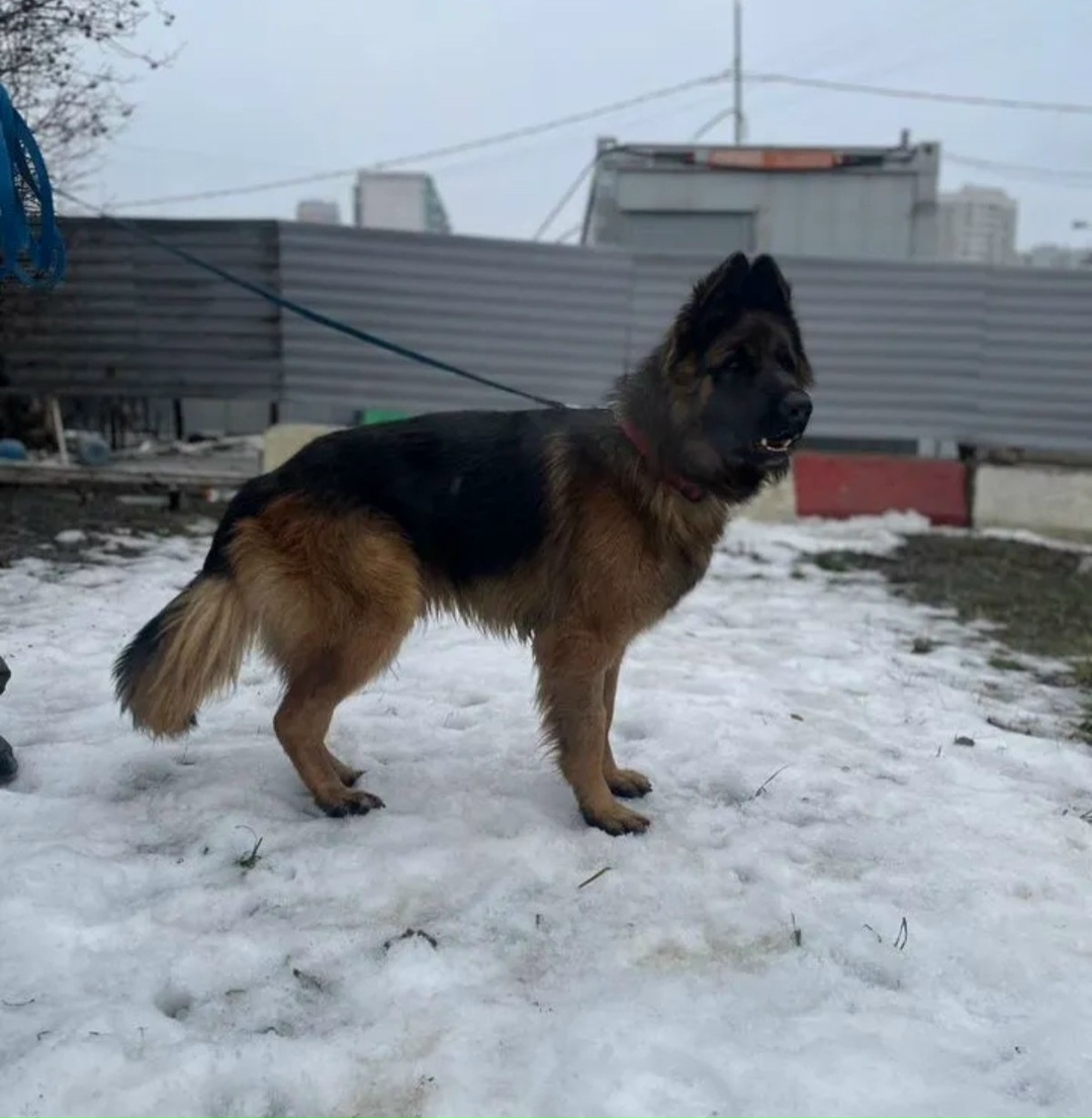 Пропала собака в Серпухове — фото объявления