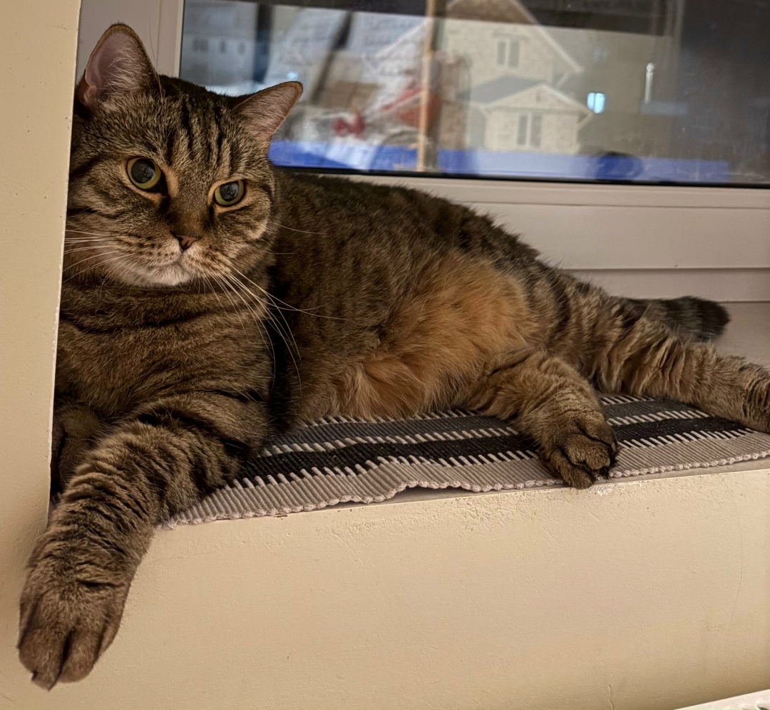 Пропала кошка в Серпухове — фото объявления