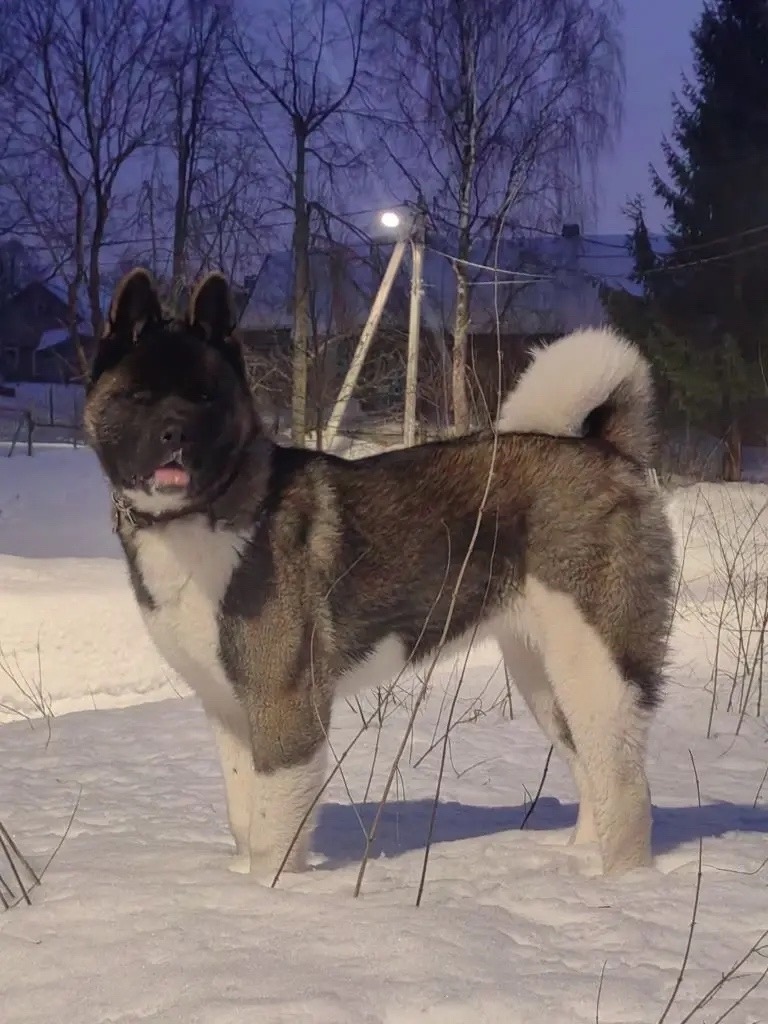 Пропала собака в Серпухове — фото объявления