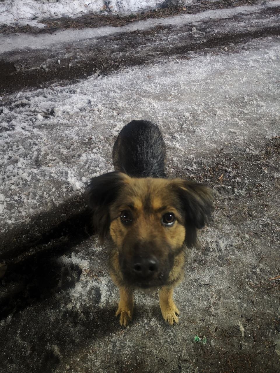 Пропала собака в Серпухове — фото объявления