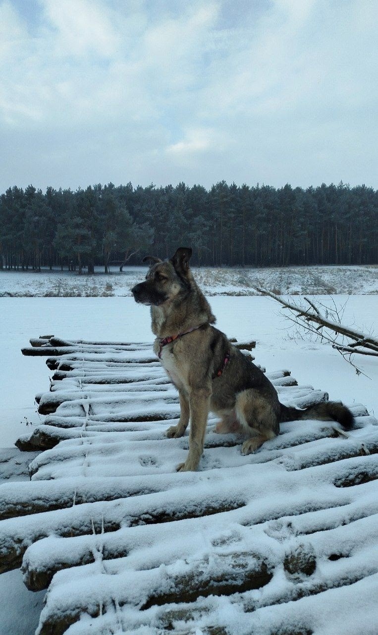 Пропала собака в Серпухове — фото объявления