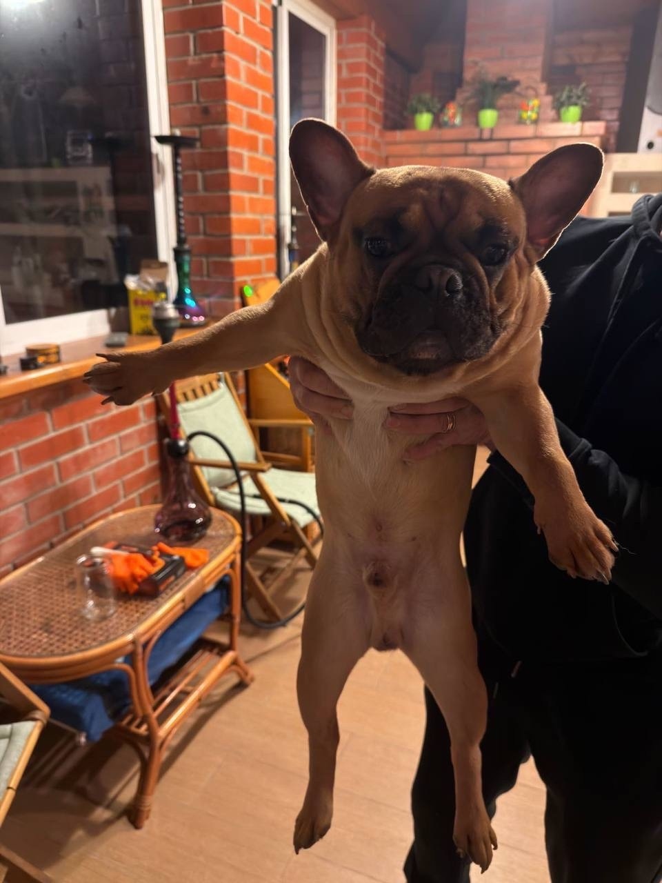 Найдена собака в Серпухове — фото объявления