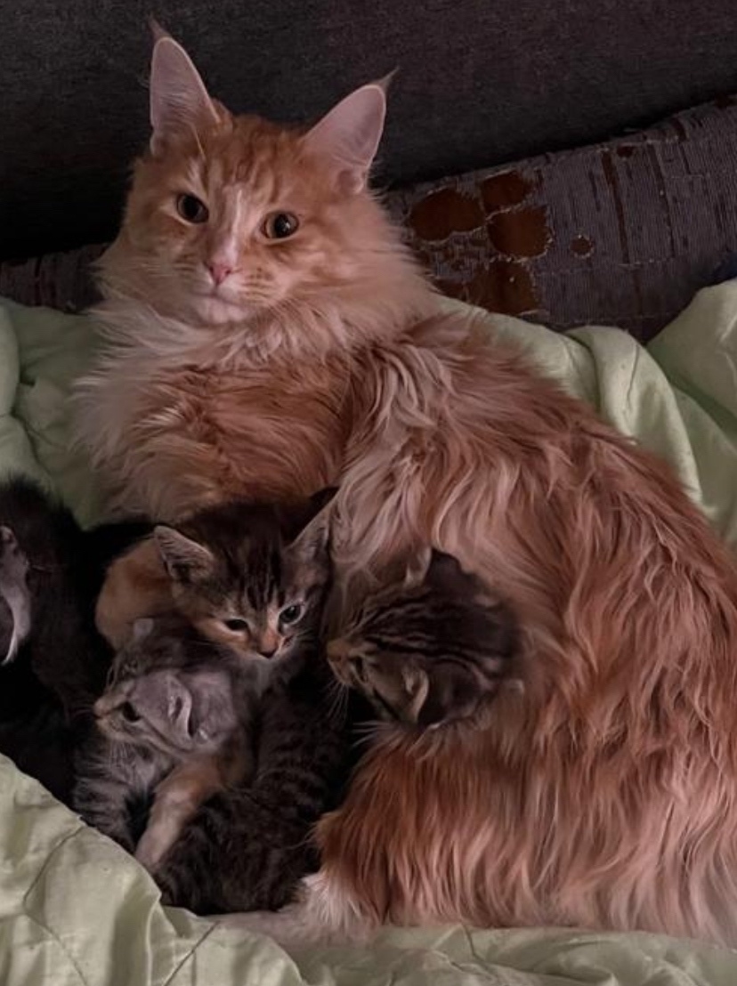 Пропала кошка в Серпухове — фото объявления