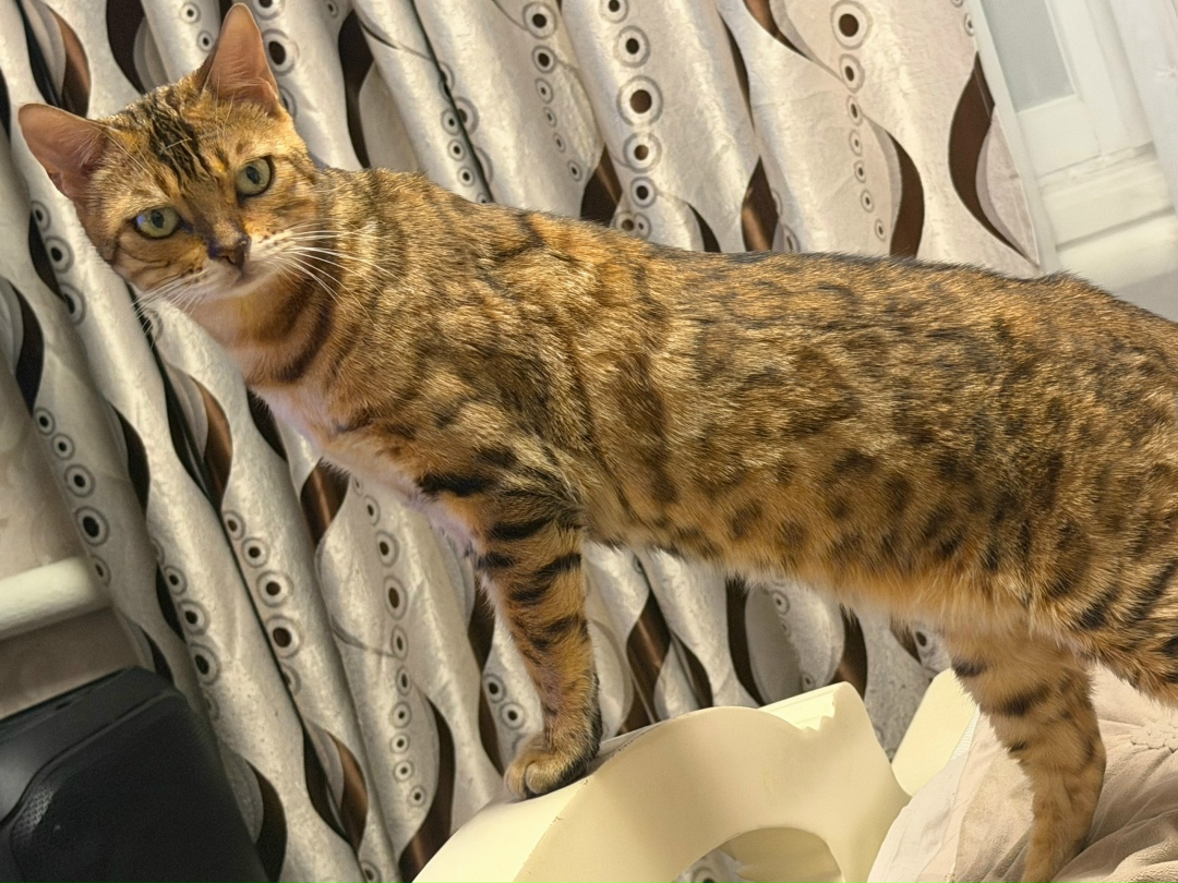 Пропала кошка в Серпухове — фото объявления