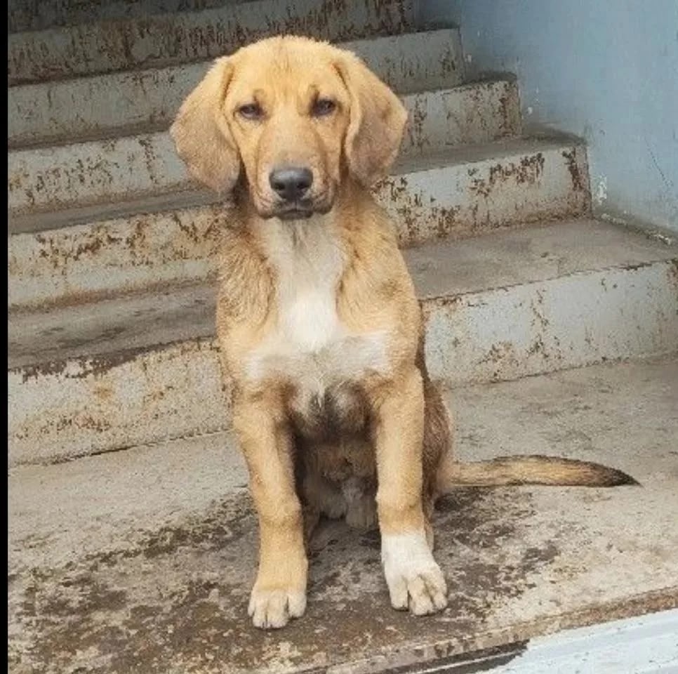 Пропала собака в Серпухове — фото объявления