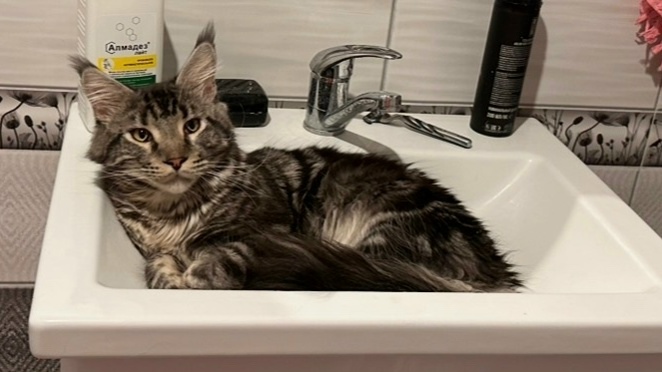 Пропала кошка в Серпухове — фото объявления