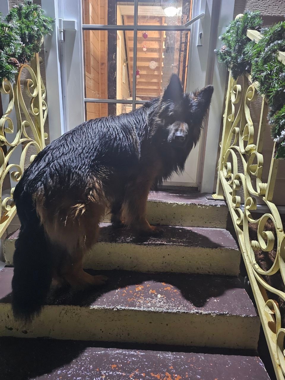 Пропала собака в Серпухове — фото объявления