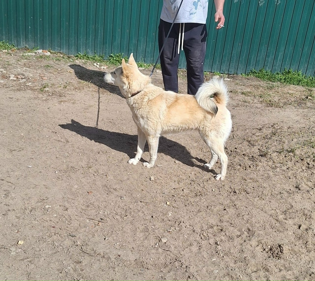 Найдена собака в Серпухове — фото объявления