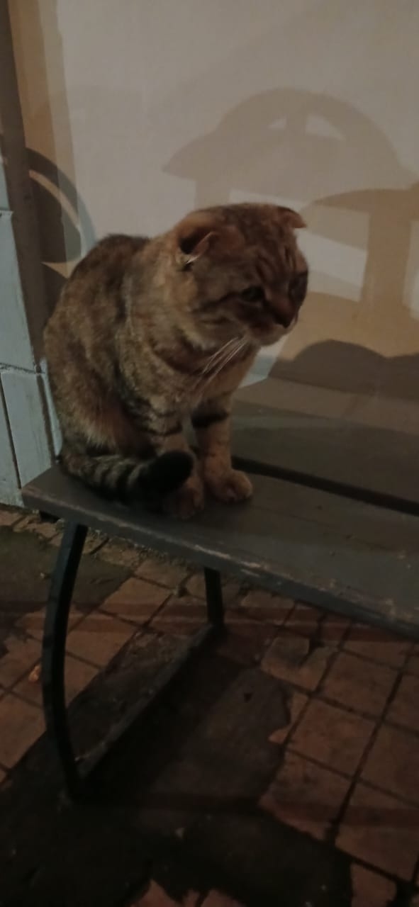 Пропала кошка в Серпухове — фото объявления