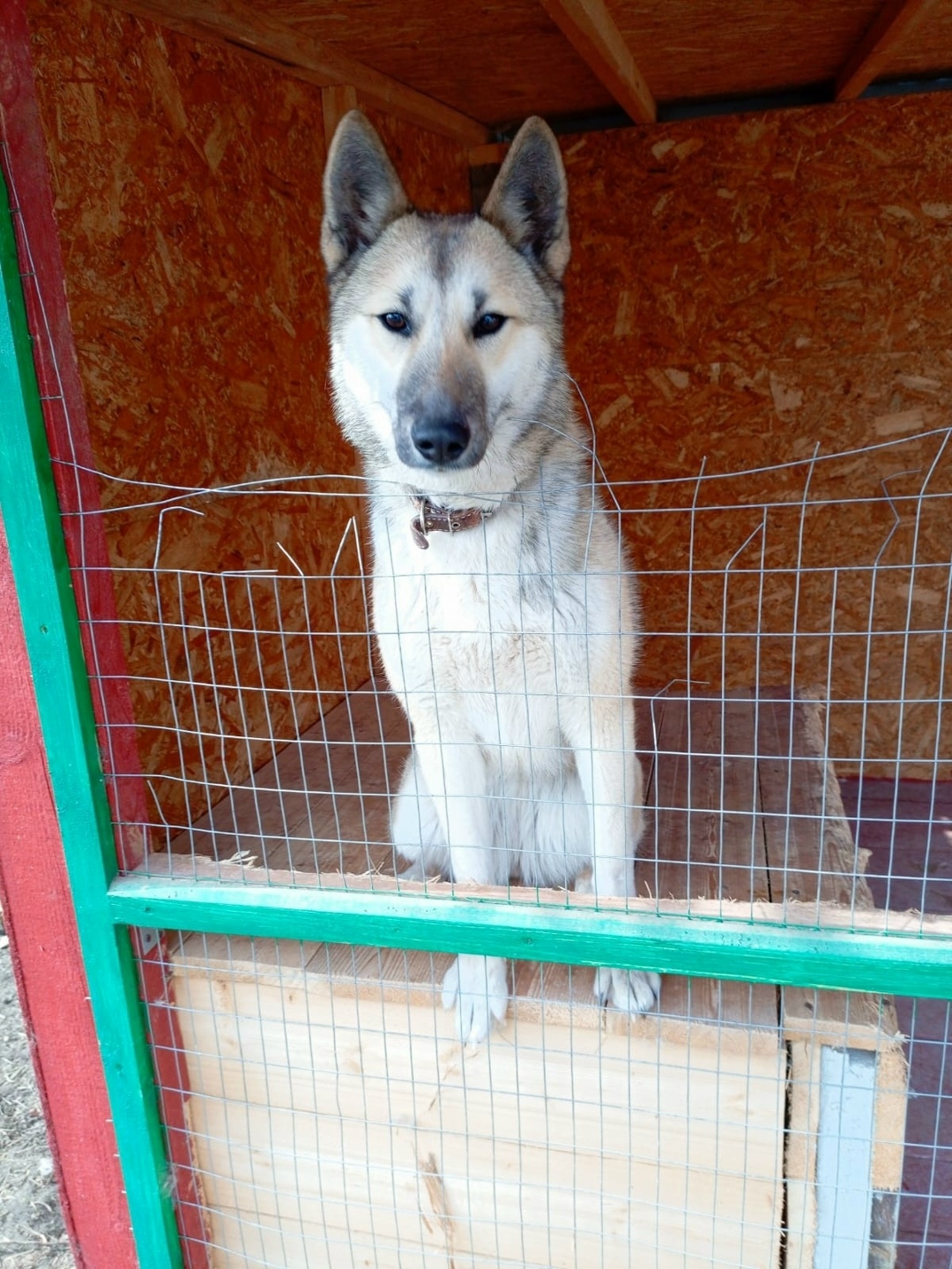Пропала собака в Серпухове — фото объявления
