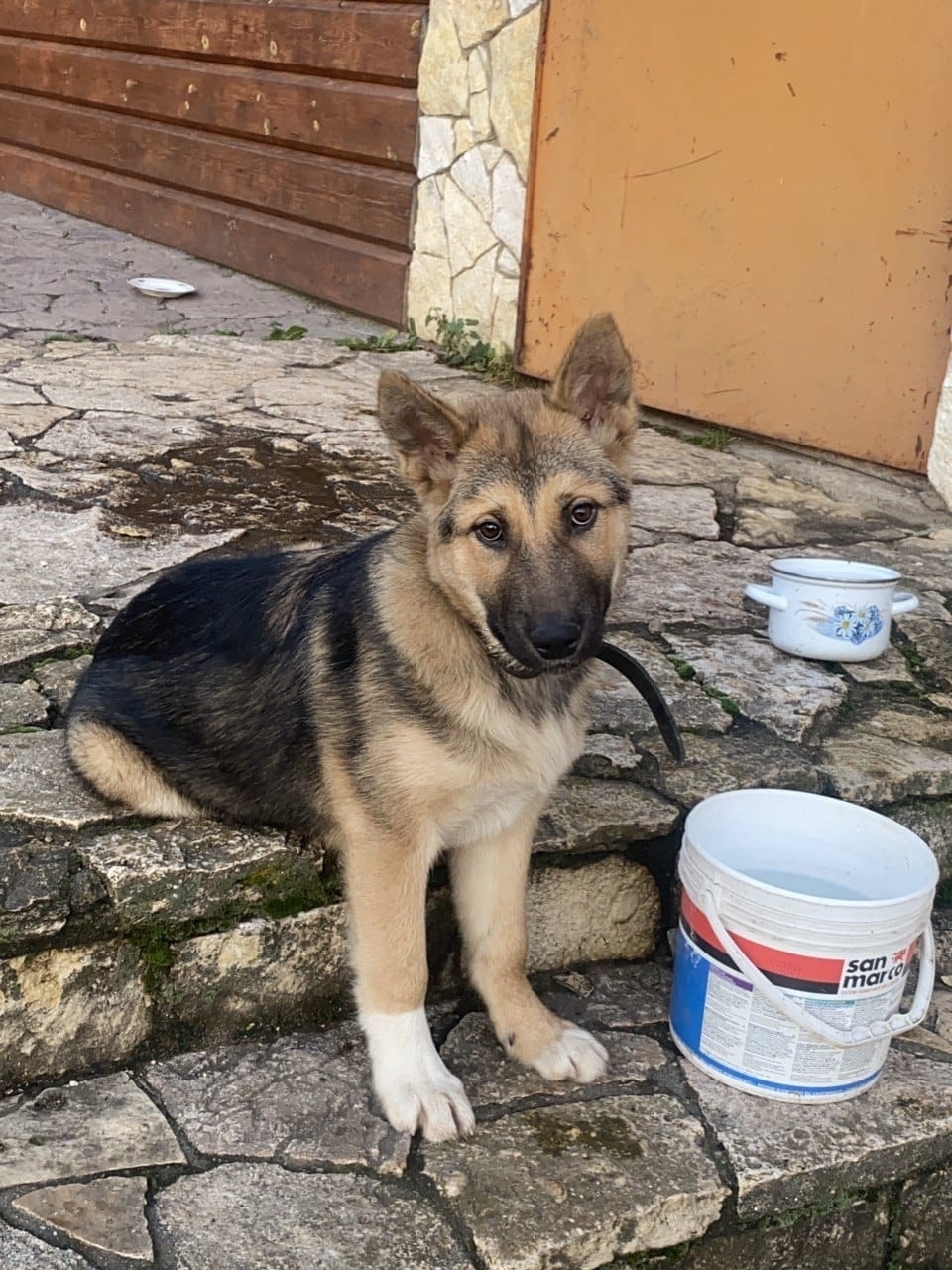 Найдена собака в Серпухове — фото объявления