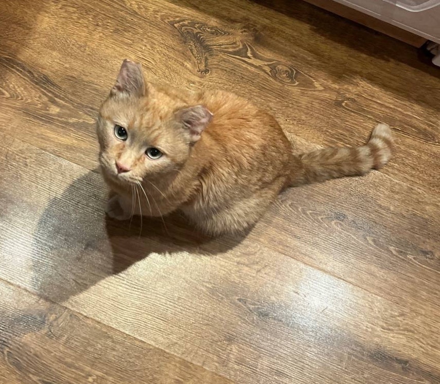 Пропала кошка в Серпухове — фото объявления