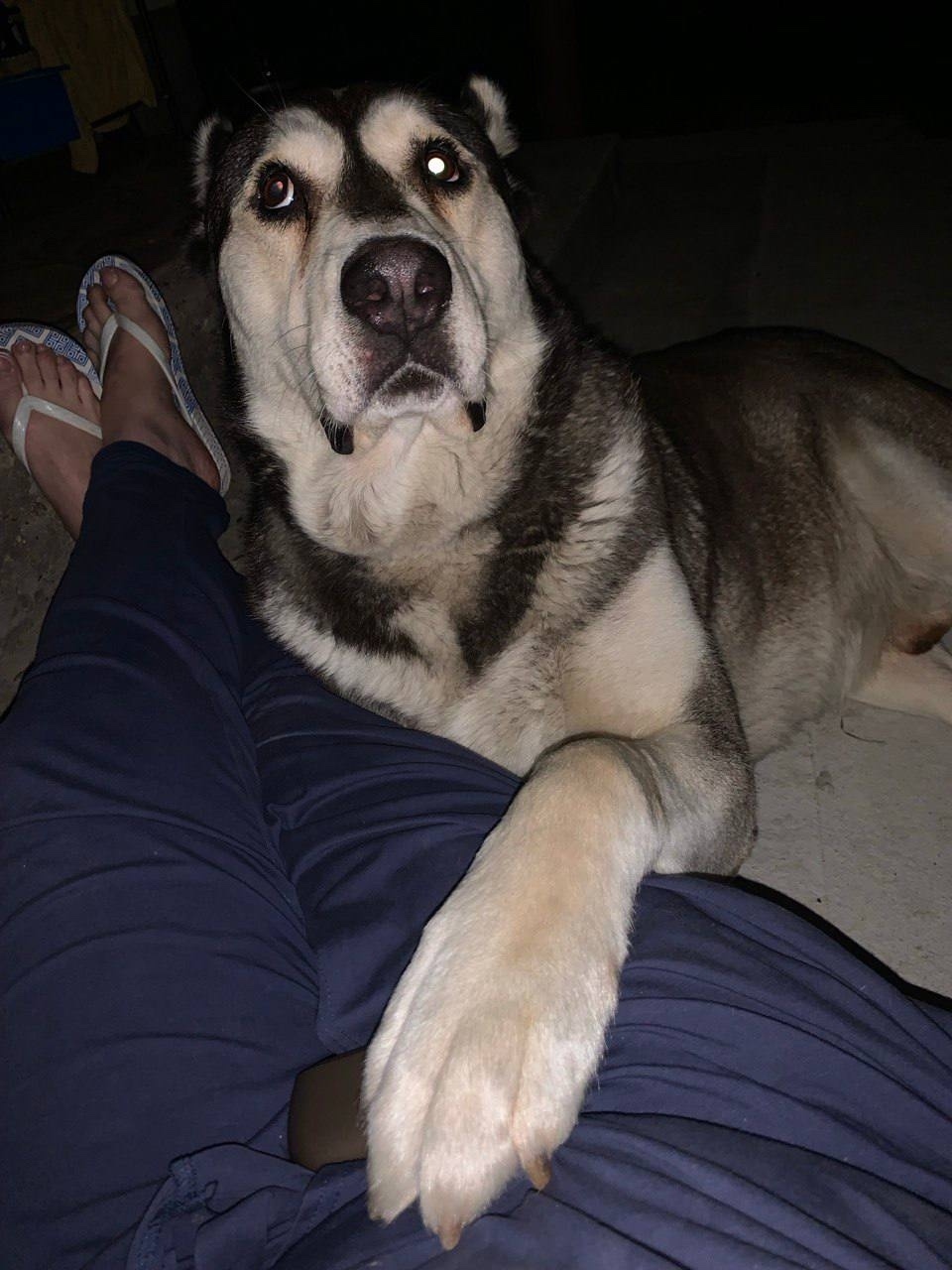 Пропала собака в Серпухове — фото объявления