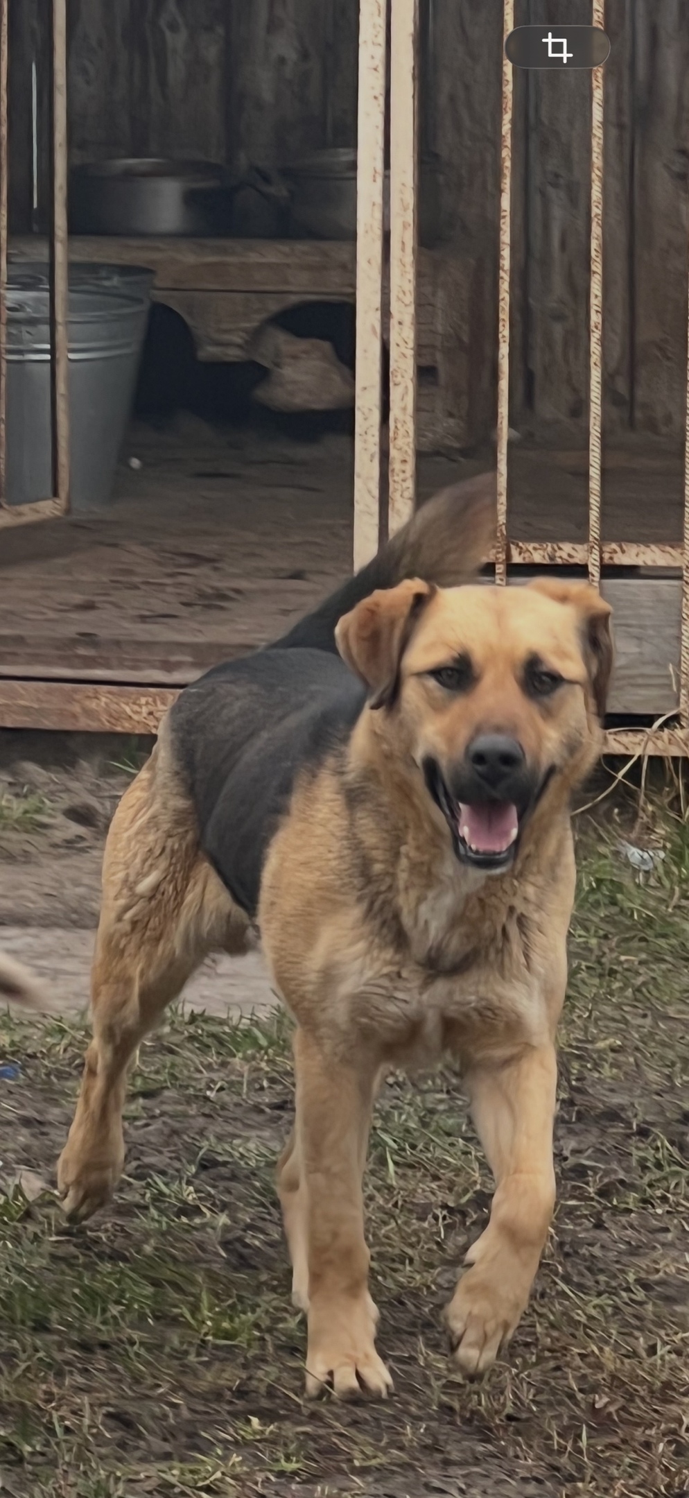 Пропала собака в Серпухове — фото объявления