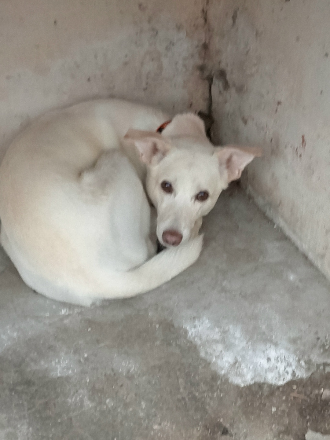 Пропала собака в Серпухове — фото объявления