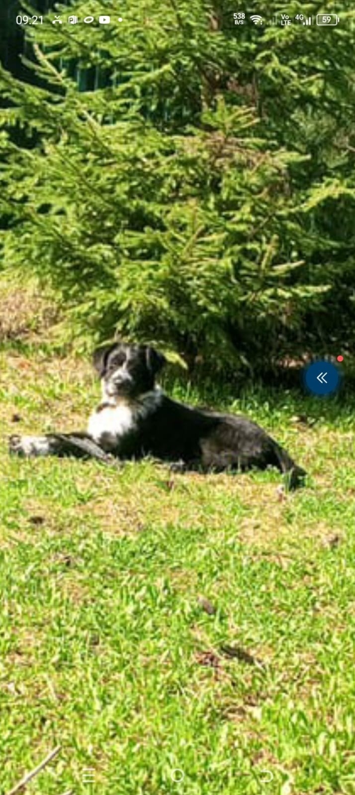 Пропала собака в Серпухове — фото объявления