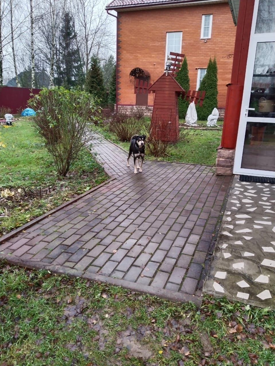 Найдена собака в Серпухове — фото объявления