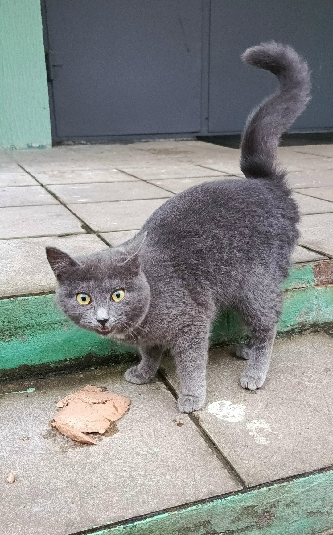 Пропала кошка в Серпухове — фото объявления