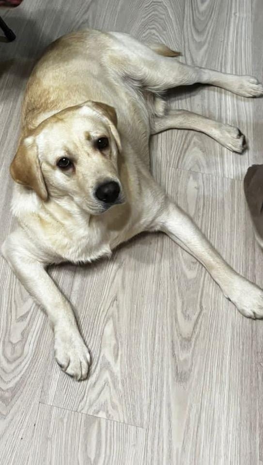 Найдена собака в Серпухове — фото объявления