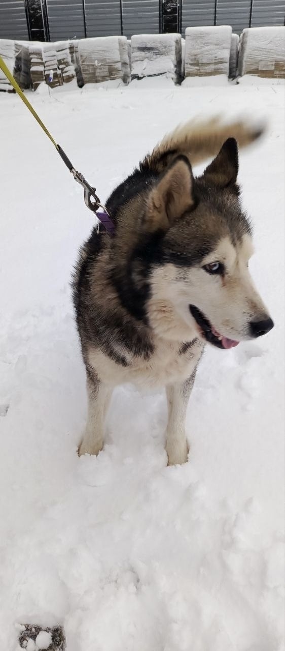 Найдена собака в Серпухове — фото объявления