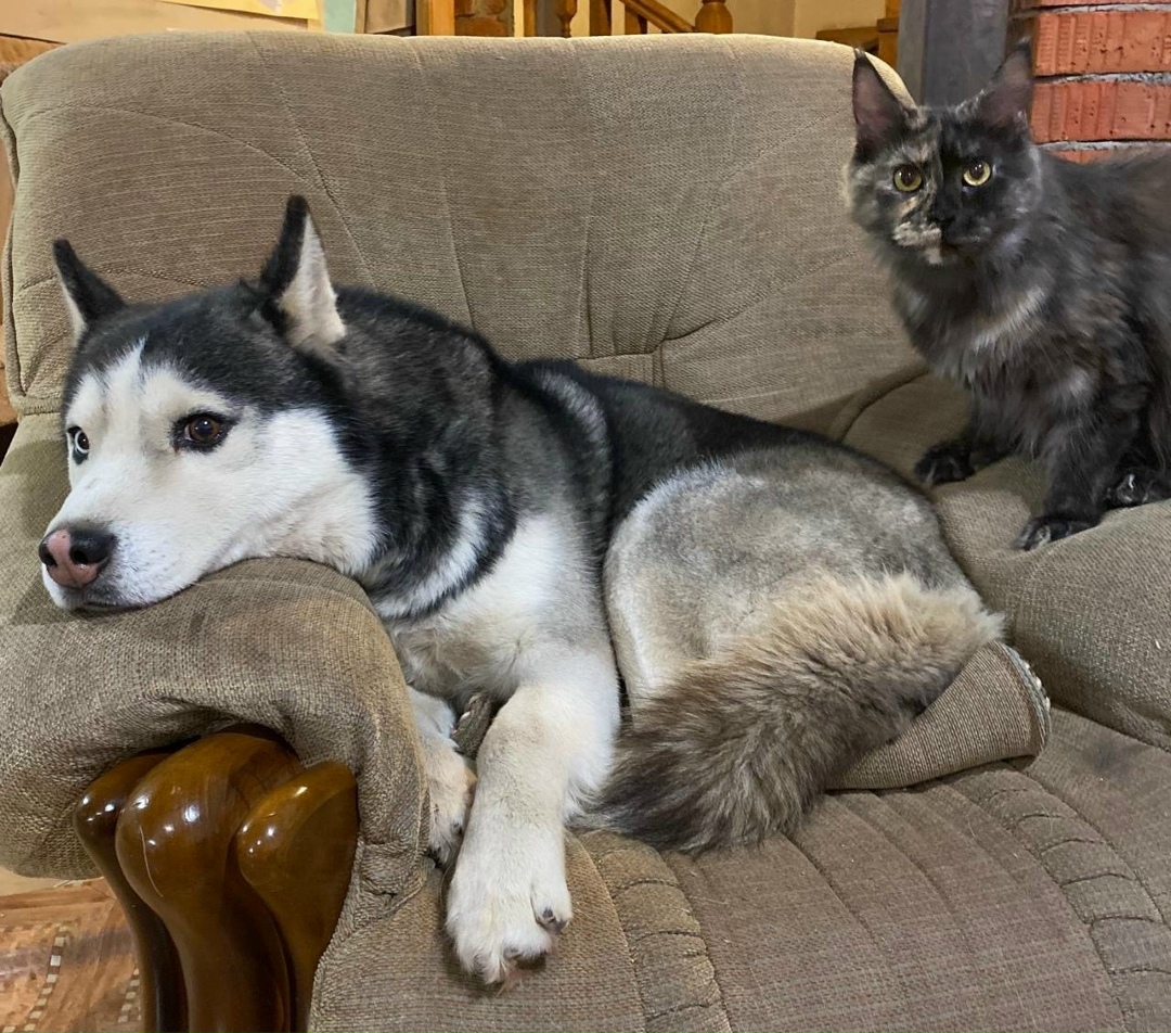 Пропала собака в Серпухове — фото объявления