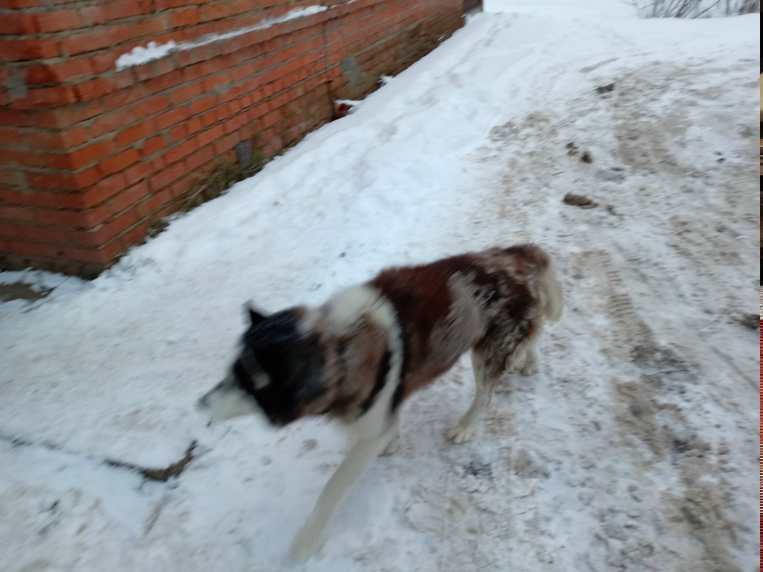 Пропала собака в Серпухове — фото объявления