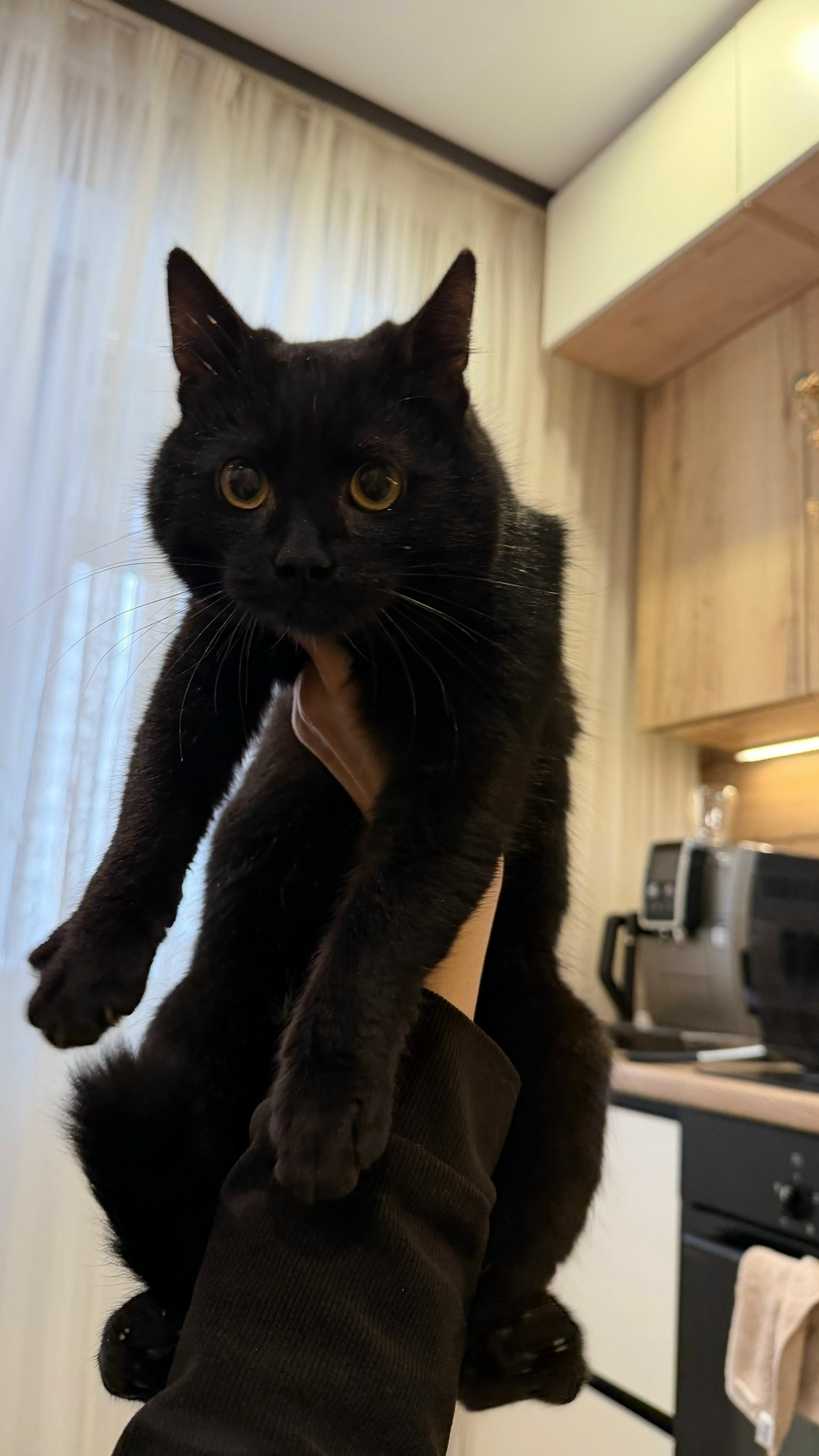 Найдена кошка в Серпухове — фото объявления