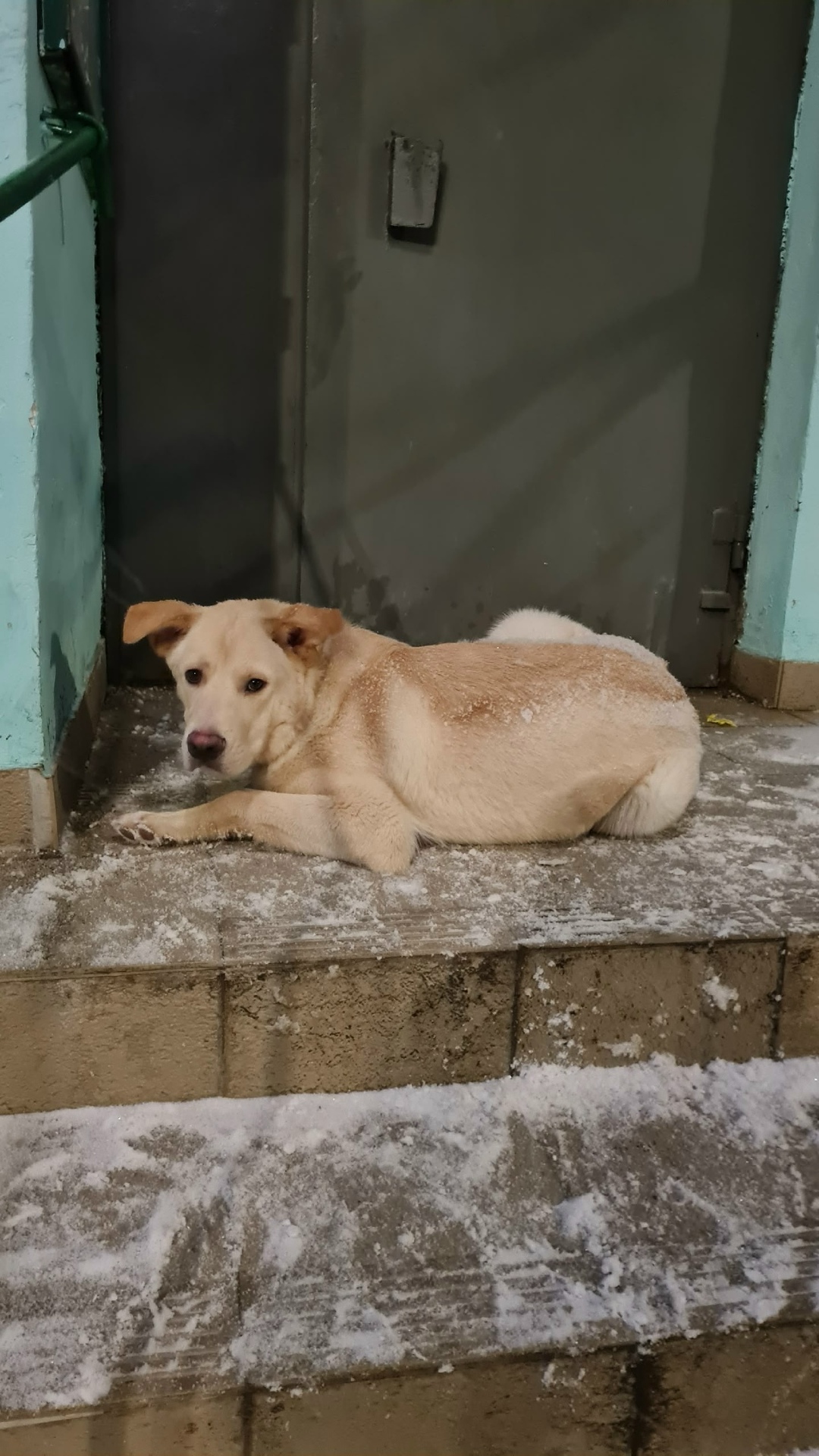 Пропала собака в Серпухове — фото объявления
