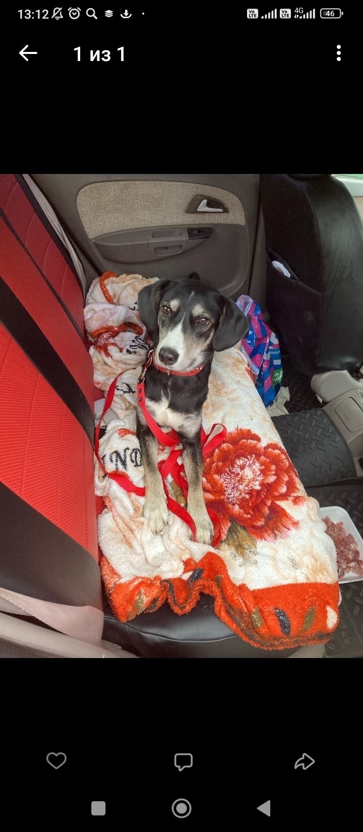 Пропала собака в Серпухове — фото объявления