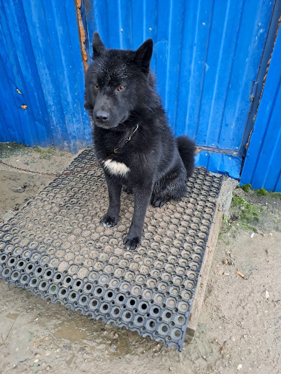 Найдена собака в Серпухове — фото объявления