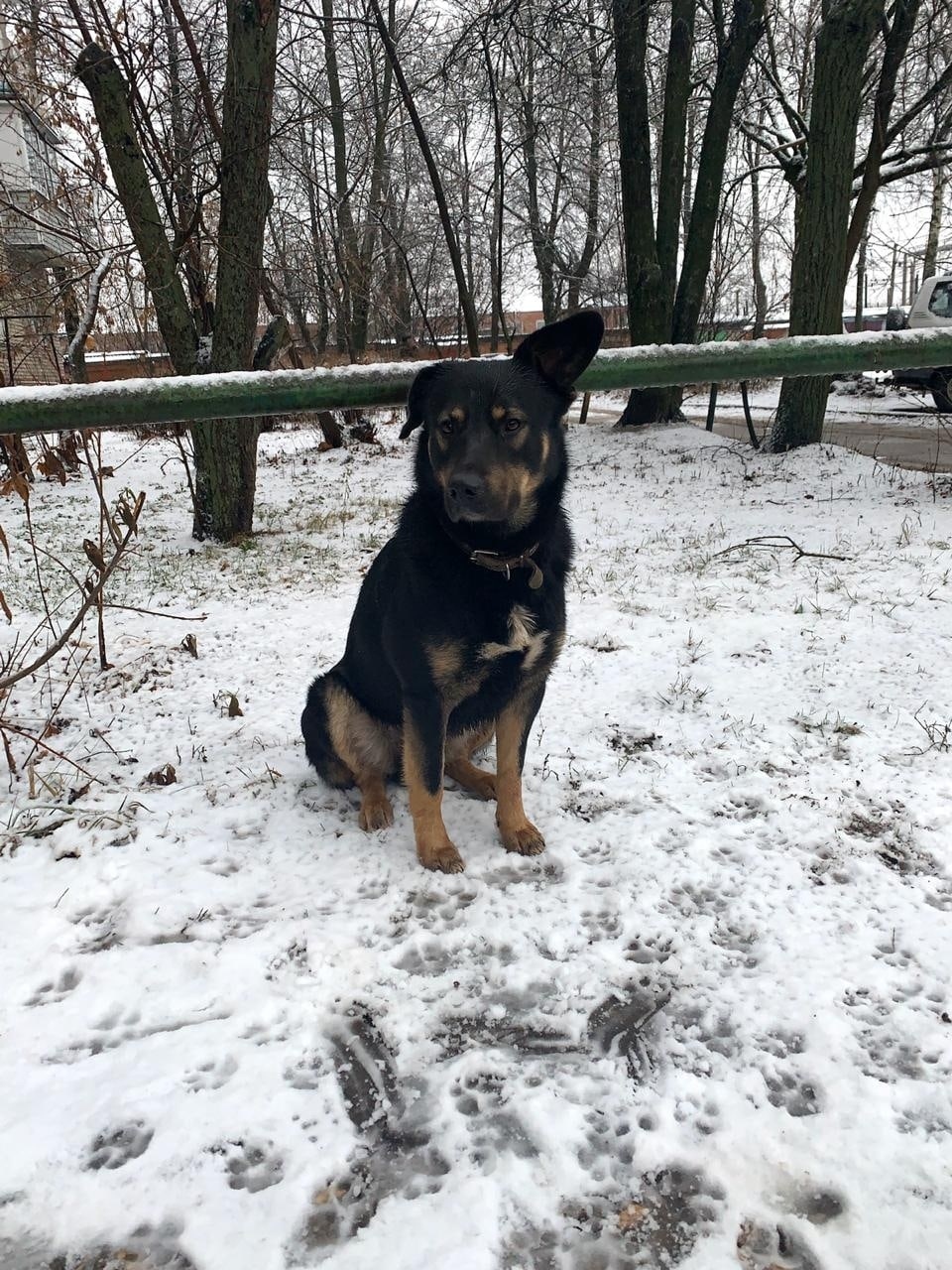 Пропала собака в Раменском — фото объявления