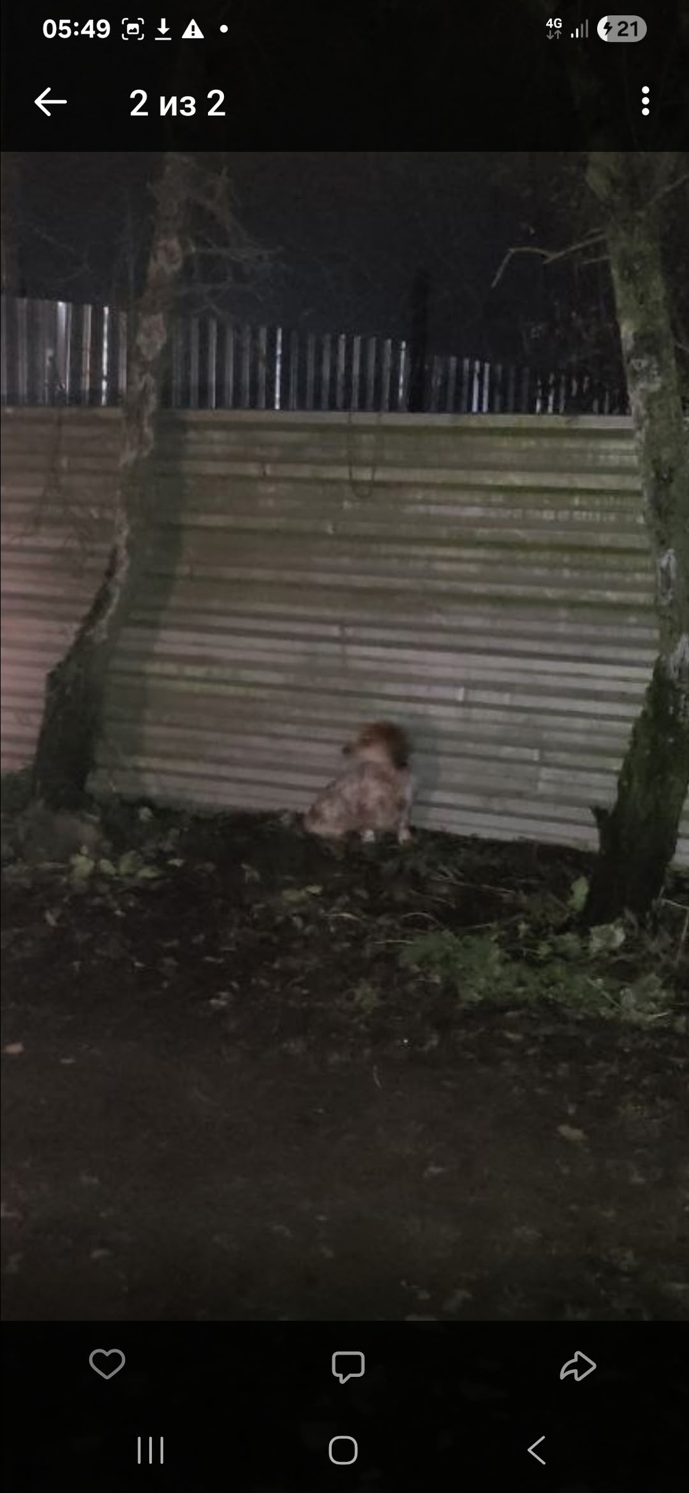 Найдена собака в Раменском — фото объявления