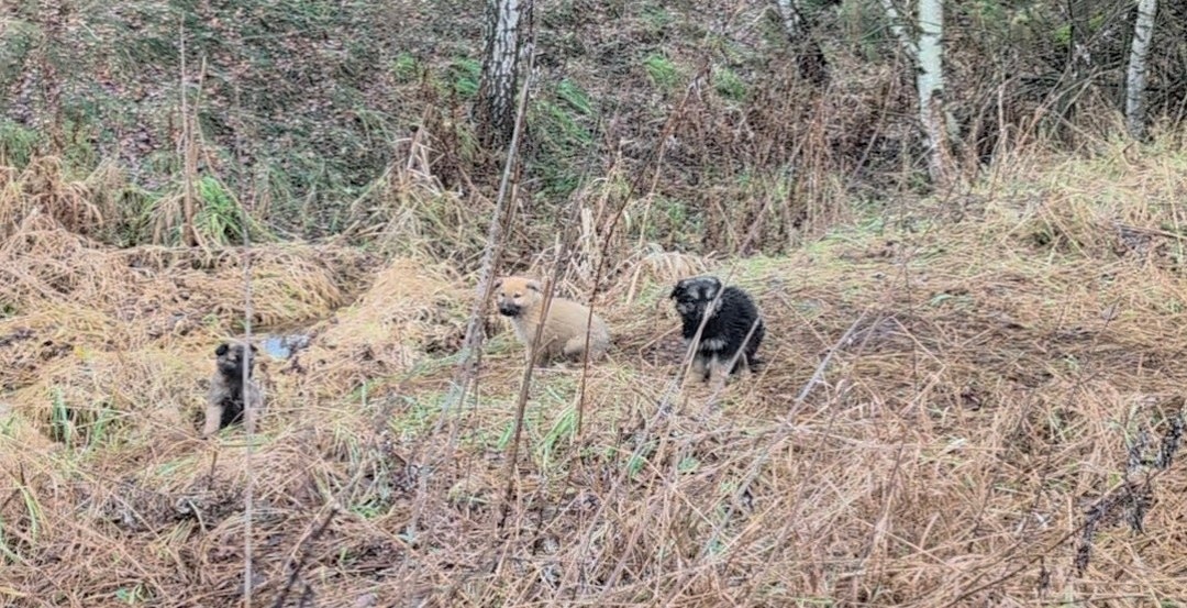 Найдена собака в Раменском — фото объявления