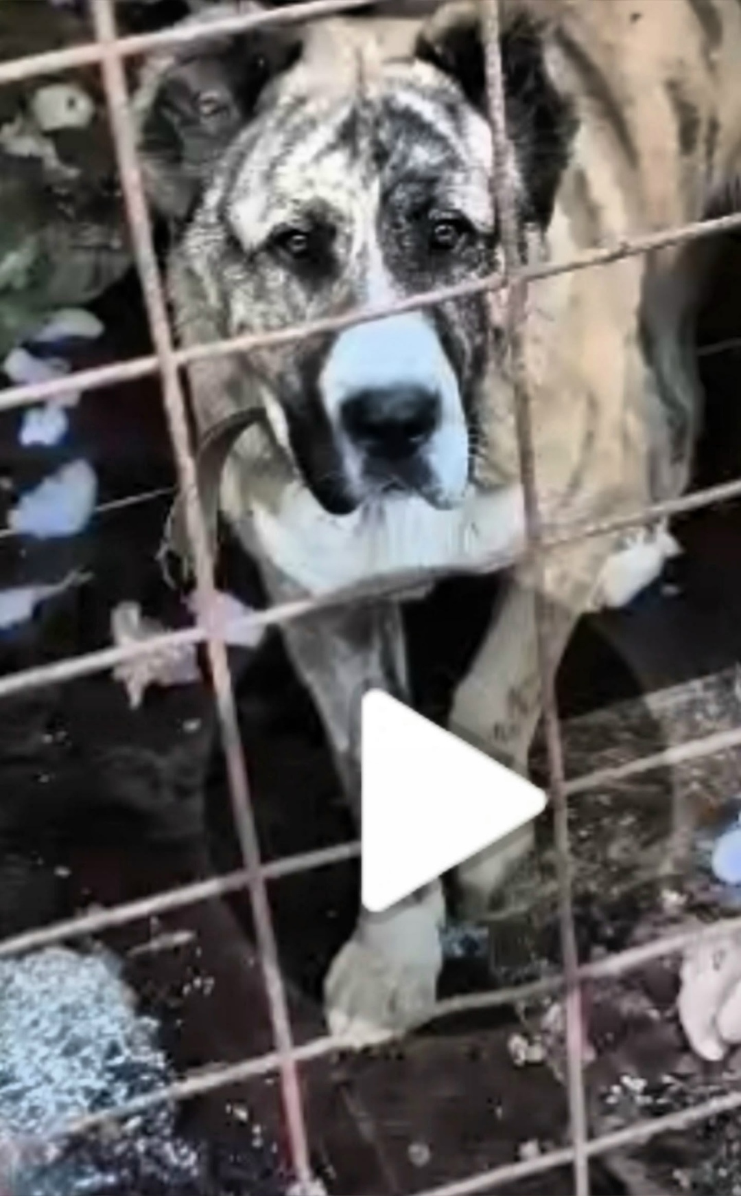 Пропала собака в Раменском — фото объявления