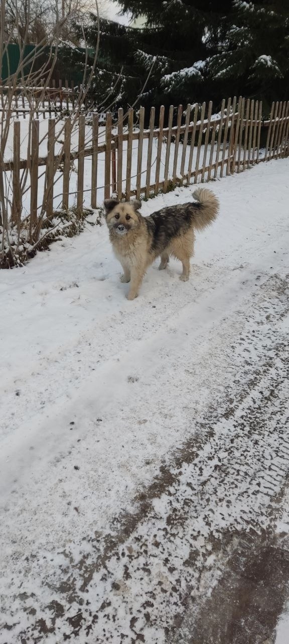 Найдена собака в Раменском — фото объявления