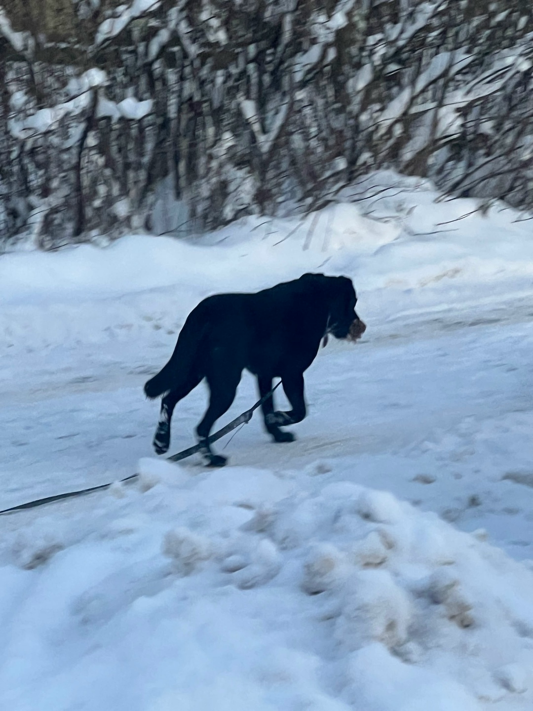 Пропала собака в Раменском — фото объявления