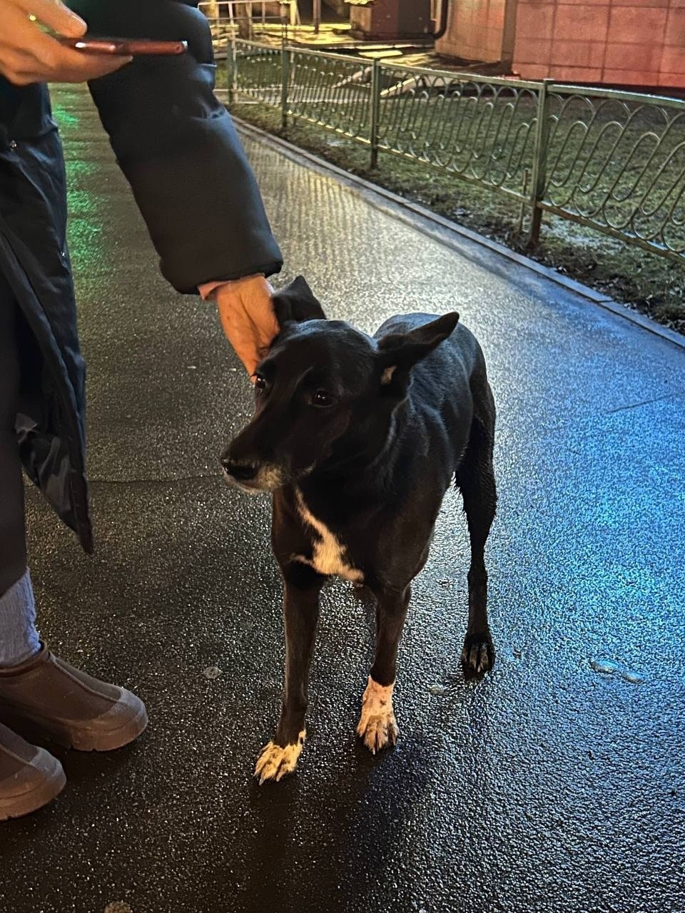 Найдена собака в Долгопрудном — фото объявления