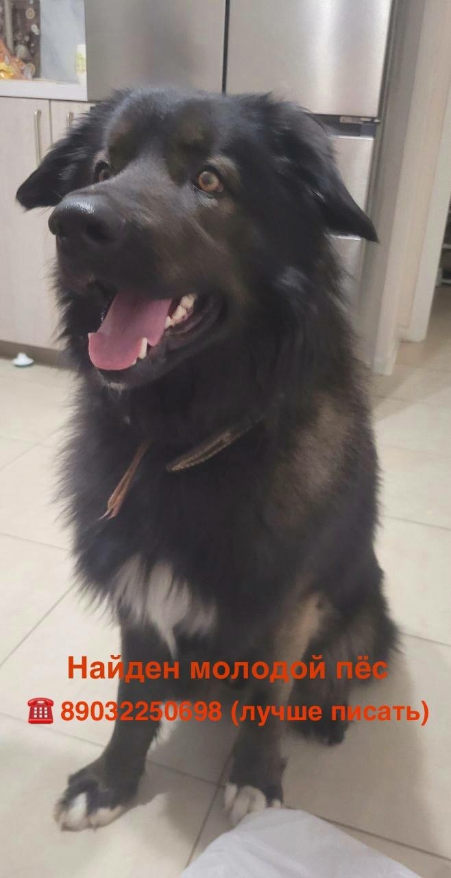 Найдена собака в Долгопрудном — фото объявления