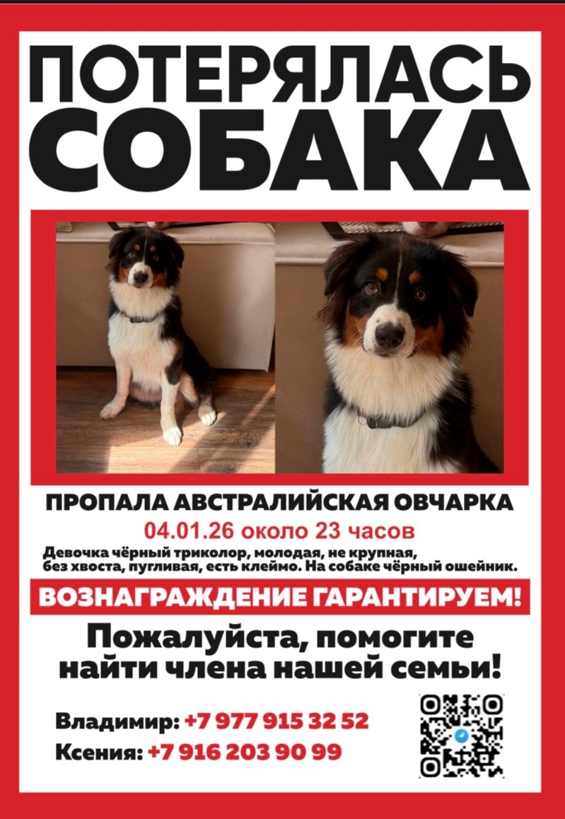 Пропала собака в Долгопрудном — фото объявления