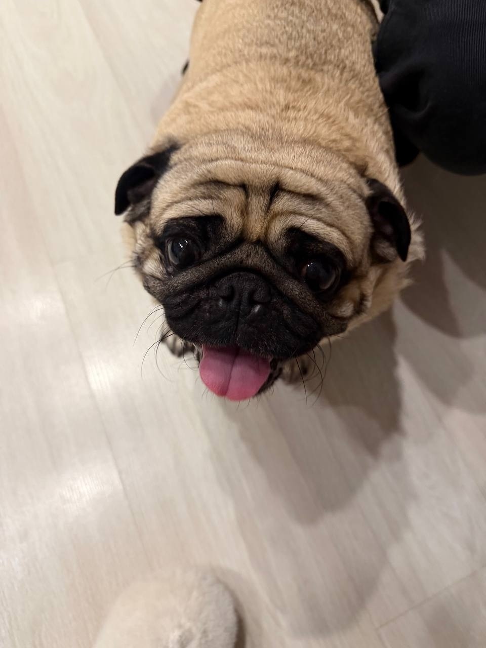 Найдена собака в Долгопрудном — фото объявления