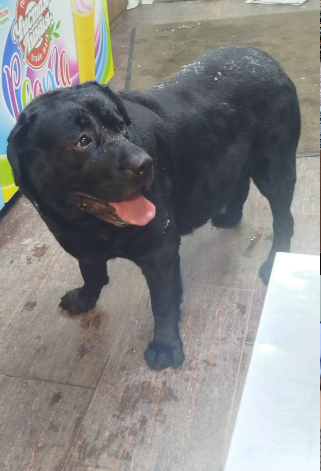 Найдена собака в Долгопрудном — фото объявления