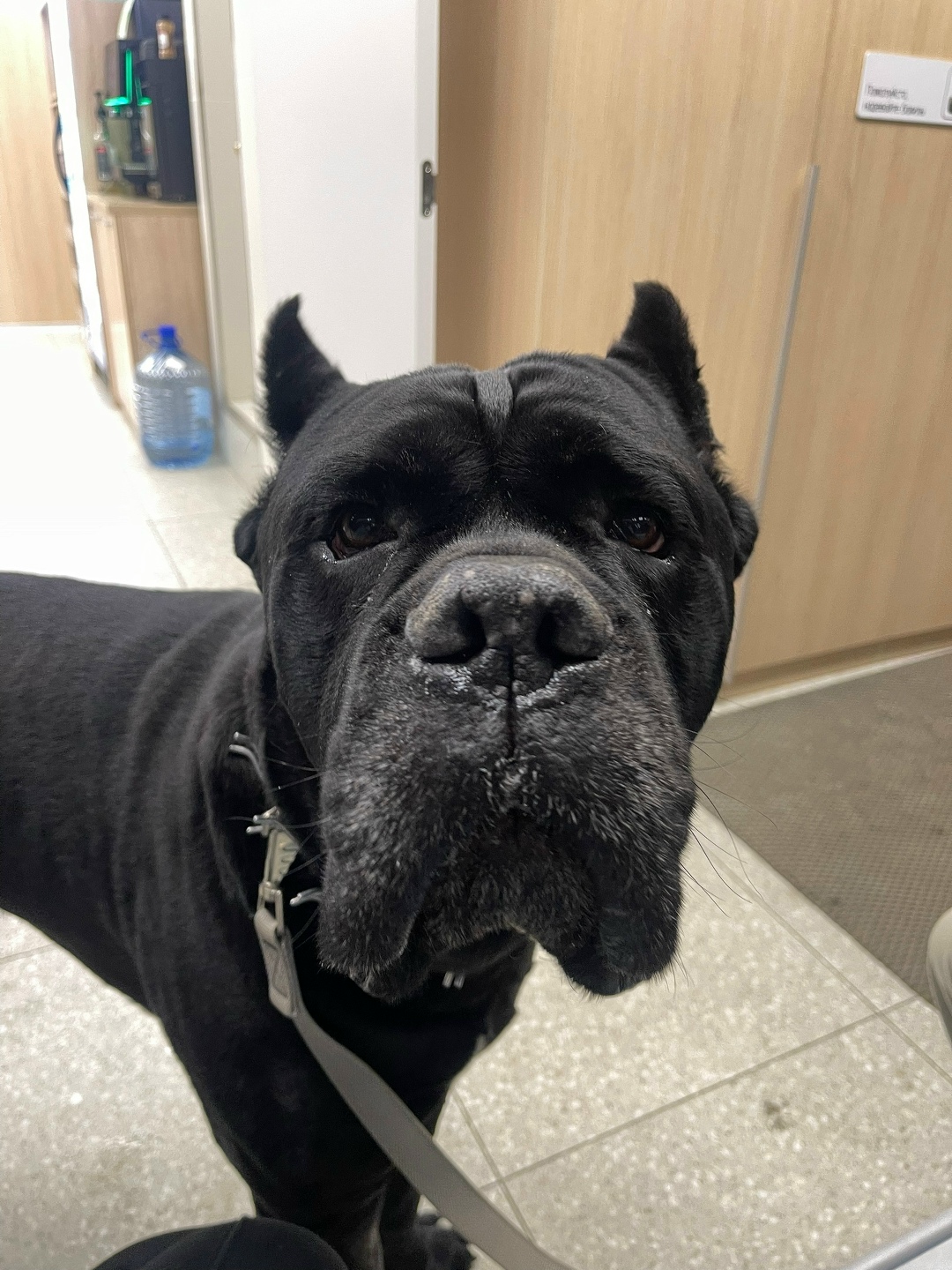 Найдена собака в Долгопрудном — фото объявления